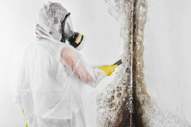 Certified Mold Removal in Muscatine, IA