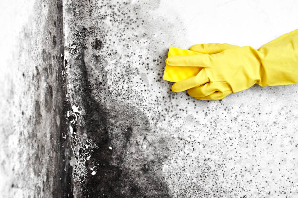 Best Mold Damage Repair  in Muscatine, IA