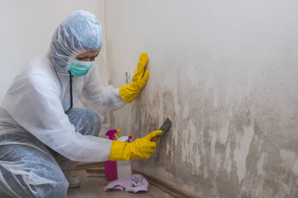 Best Fast Mold Removal  in Muscatine, IA