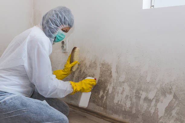Home Mold Removal in Muscatine, IA