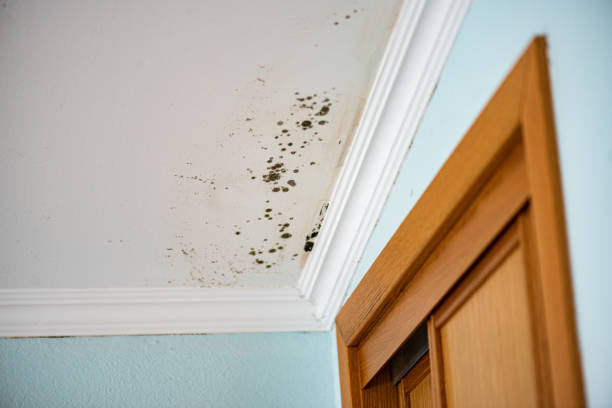 Best Crawl Space Mold Removal  in Muscatine, IA