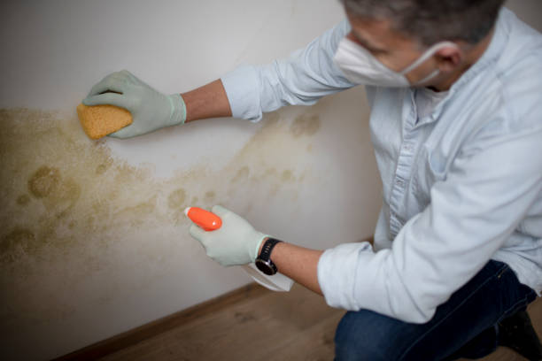 Best Attic Mold Removal  in Muscatine, IA