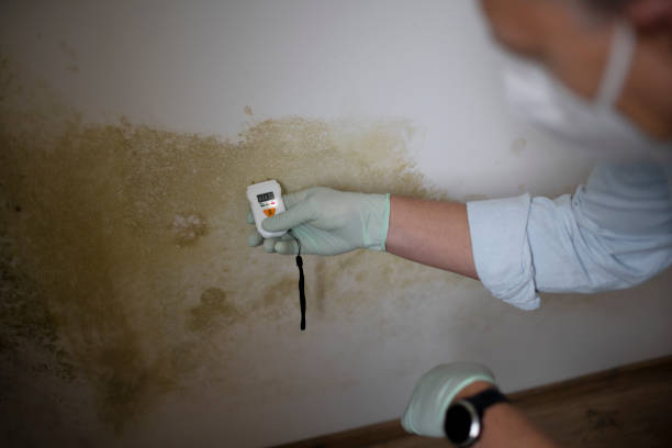 Best Same-Day Mold Removal  in Muscatine, IA