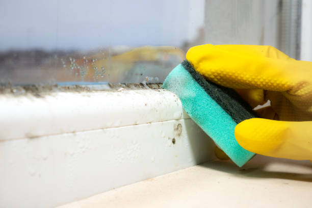 Best Professional Mold Removal  in Muscatine, IA