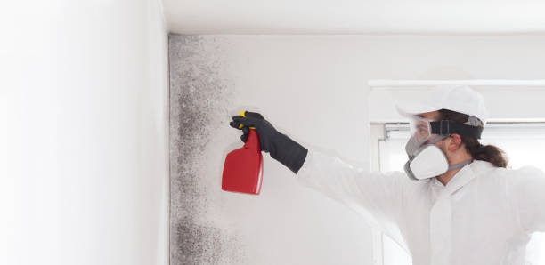 Best Mold Damage Repair  in Muscatine, IA