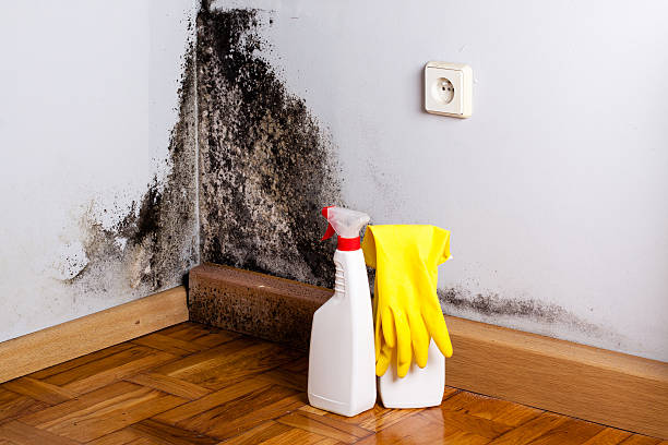 Best Mold Remediation  in Muscatine, IA