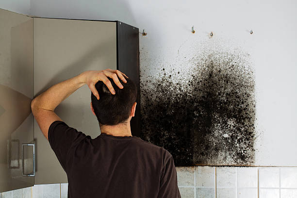 Best Fast Mold Removal  in Muscatine, IA