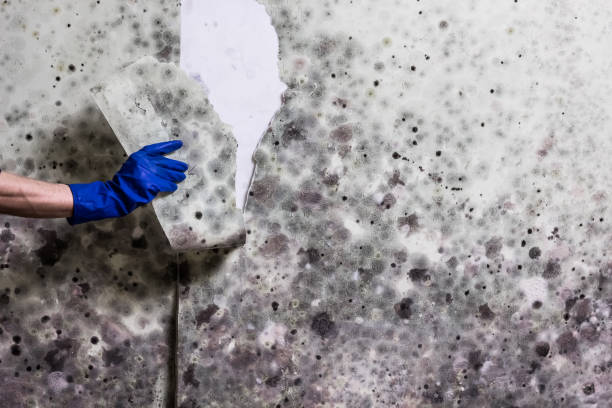 Best Black Mold Removal  in Muscatine, IA