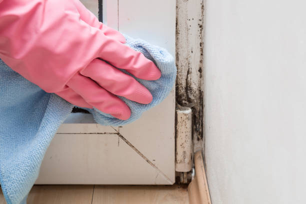 Best Mold Cleaning Services  in Muscatine, IA