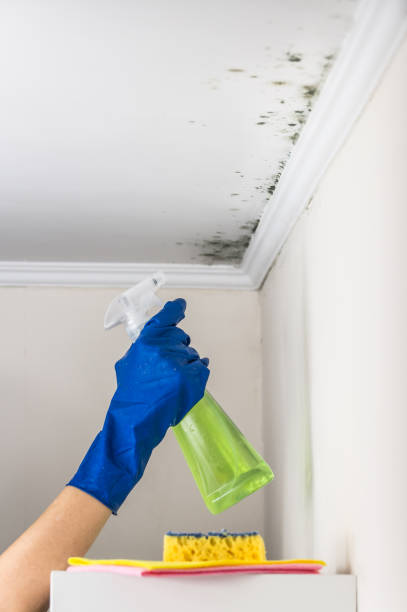 Best Certified Mold Removal  in Muscatine, IA